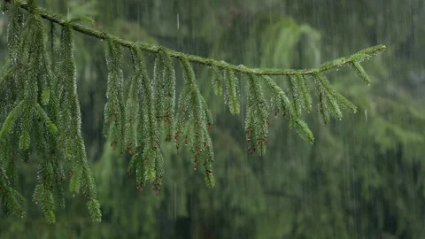 Heavy rain in a spruce forest in the mountains Stock Footage 297742160