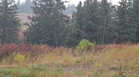 Heavy rain storm at the edge of a spruce forest Stock Footage 8775572