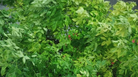 Heavy rain storm. Stock Footage 198741452