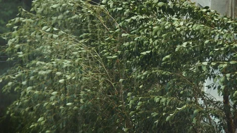 Heavy Rain Storm Wind Blowing Through Trees Window Rain Drops 4k 1 Vídeo Stock 120582441