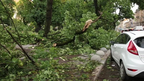 Heavy rain, storm winds caused an accident tree fell into car during a storm. 库存影片 156818097