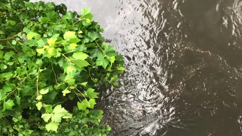 Heavy rain in the stream Stock Footage 245352221