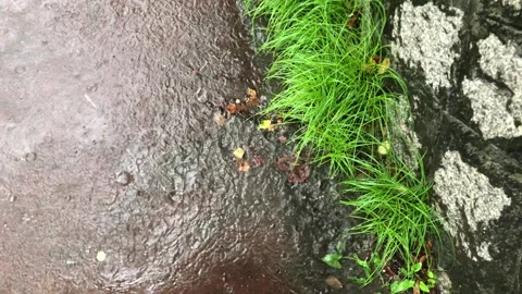 Heavy rain in the stream Vídeos de archivo 245354291