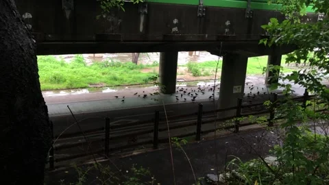 Heavy rain in the stream Vídeos de archivo 245356466