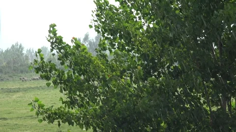 Heavy rain strikes trees in open meadow with green countryside - Gust Grassland Stock Footage 339814393