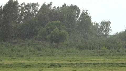 Heavy rain strikes trees in open meadow with green countryside - Downpour Soaker Stock Footage 339814411