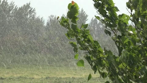 Heavy rain strikes trees in open meadow with green countryside - Tableland Field Stock Footage 339814440
