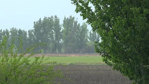 Heavy rain strikes trees in open meadow with green countryside - Shower Downpour Stock Footage 339814477