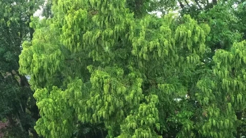 Heavy rain on summer day, summer thunderstorms and bad weather Stock Footage 247223315