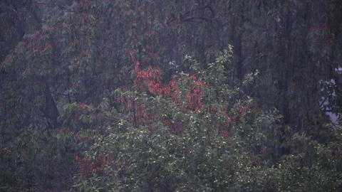 Heavy rain on a summer evening. It's raining cats and dogs. Stock Footage 108265384