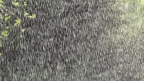 Heavy rain in summer Stock Footage 89516103
