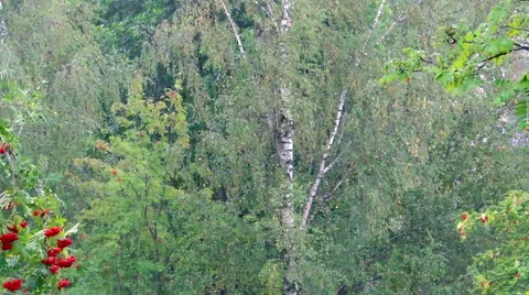 Heavy rain in the summer forest Видео 42126992