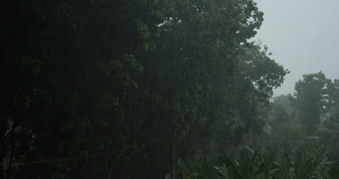 Heavy Rain, Thunder and Lightning, on Rubber Plantation Stock Footage