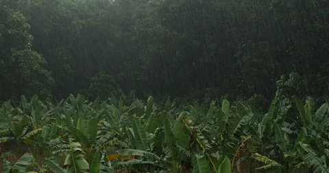 Heavy Rain, Thunder and Lightning, on Rubber and Banana Plantation, 4K Stock Footage 117221391