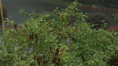Heavy Rain on a Tiny Tree Stock Footage 40845397