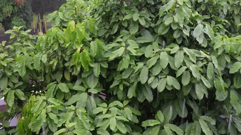 Heavy rain on tree branches on rainy season. Stockbeeldmateriaal 248677957