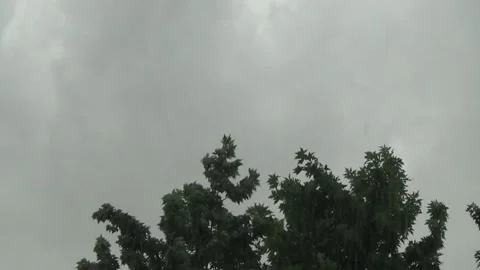Heavy rain, tree branches, wind Stock Footage 133273187