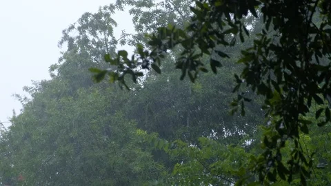 Heavy rain, trees blowing in the wind and rain Stock Footage