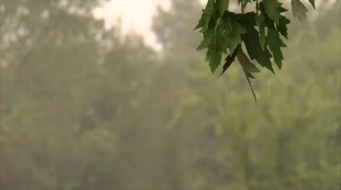 Heavy Rain in Trees Video stock 40712953