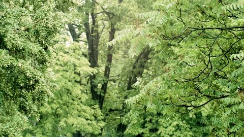 Heavy Rain on trees Stock Footage 78563016