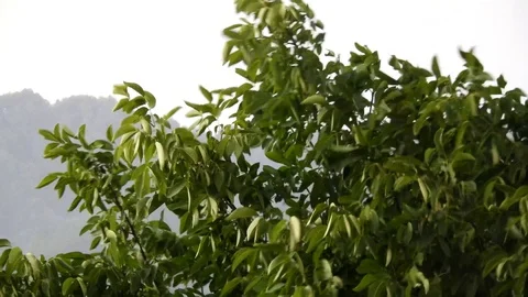 Heavy rain with trees Stock Footage 92235496