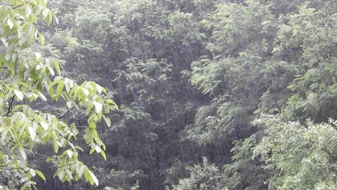 Heavy rain with trees Stock Footage 92235719