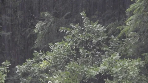 Heavy rain with trees Stock Footage