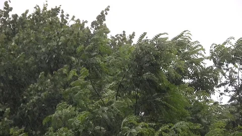 Heavy rain with trees Stock Footage 92235947