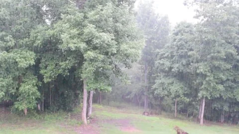 Heavy Rain with Trees Stock Footage 170669632