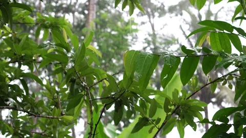 Heavy rain on the trees Video stock 263834147