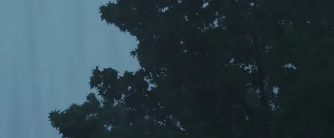 Heavy Rain with trees moving Stock Footage 78981128