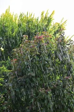 Heavy rain with two trees in the background Stock Photos