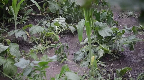 Heavy rain in a vegetable garden Stock Footage 60579214