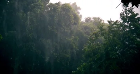 Heavy rain Very strong summer storm with close to hurricane in garden park tree Vídeo Stock 334646760