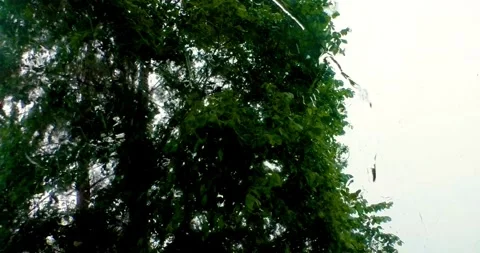Heavy rain Very strong summer storm with close to hurricane in garden park tree Stock Footage 334646776