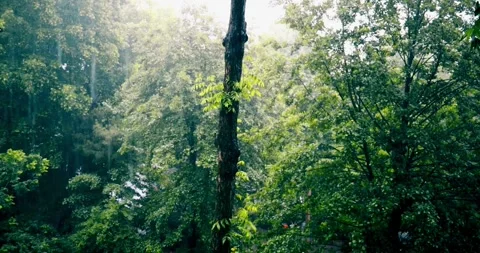 Heavy rain Very strong summer storm with close to hurricane in garden park tree Stock Footage 334646866