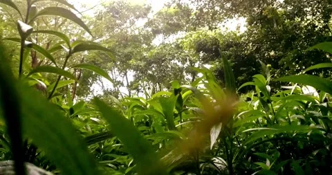 Heavy rain Very strong summer storm with close to hurricane in garden park tree Stock Footage 334646868