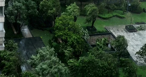 Heavy rain Very strong summer storm with close to hurricane in garden park tree Stock Footage 334646928