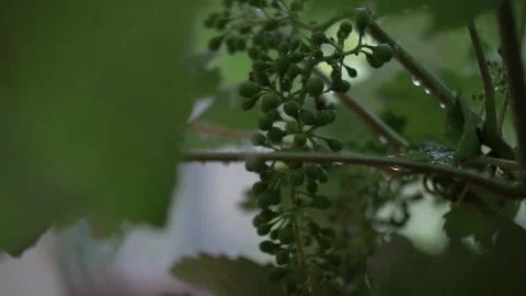 Heavy Rain in Vineyard Stock Footage 133405198