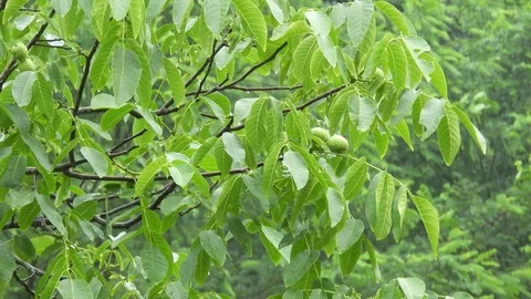 Heavy rain with a walnut tree Stock Footage 92236382