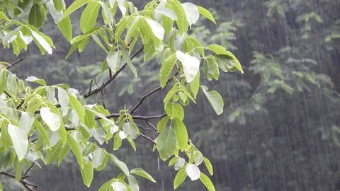 Heavy rain with a walnut tree Stock Footage 92236472