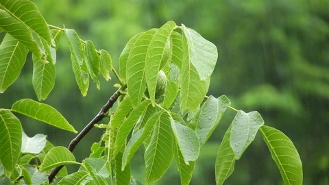 Heavy rain with a walnut tree Video stock 92236491