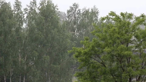 Heavy rain on a warm summer day Stock Footage 196244909