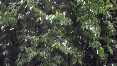 Heavy rain water falling on leaves amidst wind Video stock 279150690