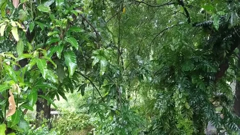 Heavy Rain Water Falling on Tree Leaves Stock Footage 159997120