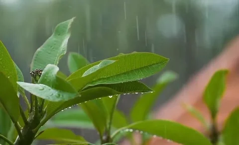 Heavy rain wet the leaves Stock Footage 214311826