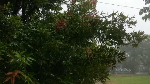 Heavy rain that wets Stock Footage 250838269