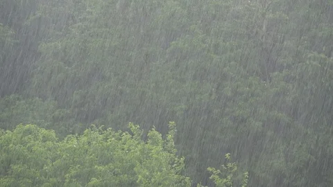 Heavy Rain in the Wood Stock Footage 109233384