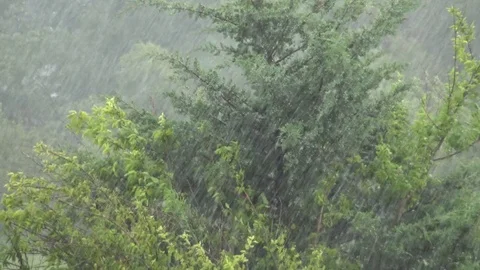 Heavy rain in woods, day Stock Footage 83520299
