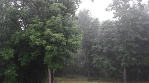 Heavy Rain in the Woods Stock Footage 170668811